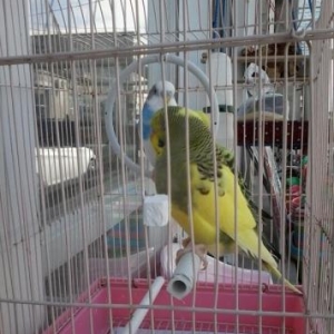 papuqay qefsle birlikde