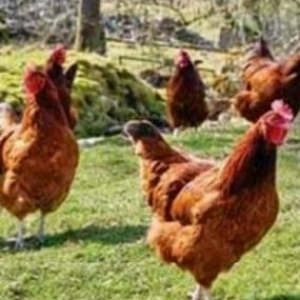 serebrist beçələrin satisi. mərdəkan qəsbəs