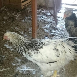 Brama xoruzu ve beceleri.