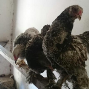 Brama xoruzu ve beceleri.