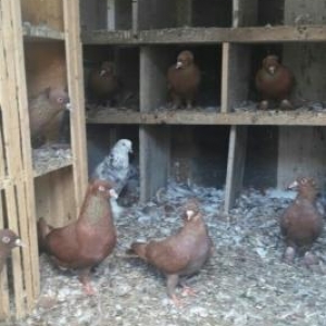 qirmizi kekililer on ucdenedi