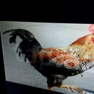 Kend xoruzu aliram tecili6ay1yas arasi qiymeti uza