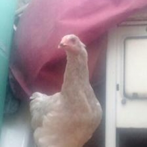 5 ayliq bramalardi ..tebii yoLla beslenilib 4 fere