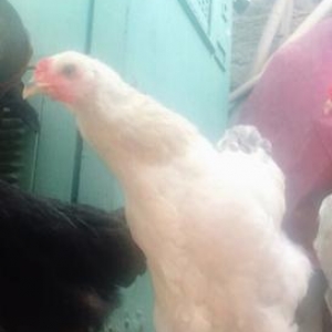 5 ayliq bramalardi ..tebii yoLla beslenilib 4 fere 1 xoruz hamisi birl