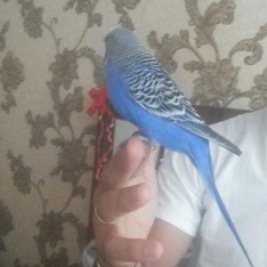 erkey cex 1 il 3 ayliq