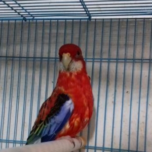 1 illik erkek rozella