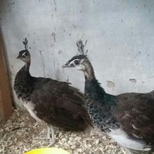 Tovuz quşu cuceleri satılır.