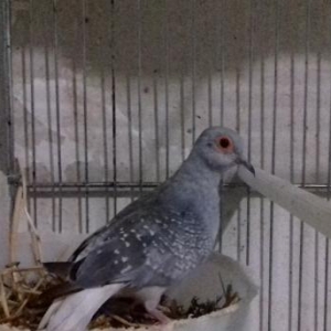 1 cut brilyantoviy qorlisa,,