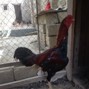 Heyrati 2 yash yarim