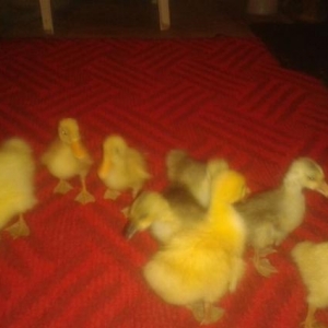 Rus qazların balası satilir