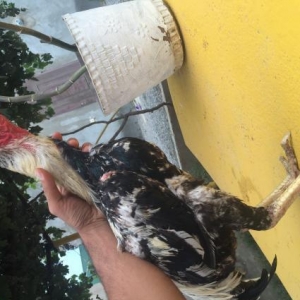 Sap saglam heyvan di doyusune soz ola bilmez