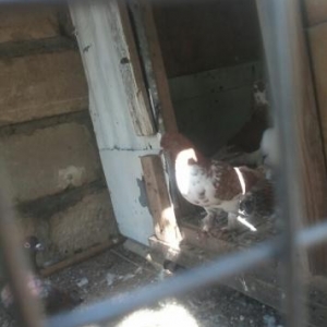 goyerciner yerde oynaq