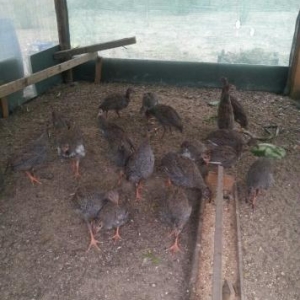 frənq,sisar becələri