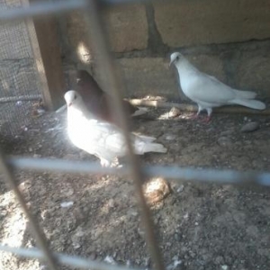 goyerciner yerde oynaq