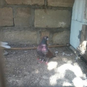 goyerciner yerde oynaq