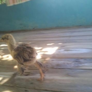 1ayliq brama cuceleri