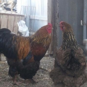 1ayliq brama cuceleri