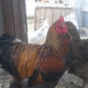 1ayliq brama cuceleri