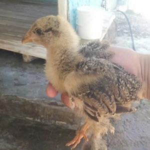 1ayliq brama cuceleri