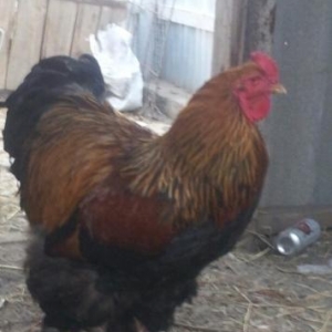 1ayliq brama cuceleri