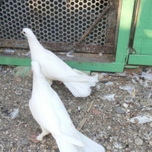 eni quyruq 17 18 tük aglar bir çüt satilir.