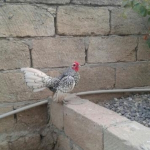 1cut sibrayt satilir