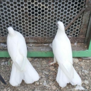 eni quyruq 17 18 tük aglar bir çüt satilir.