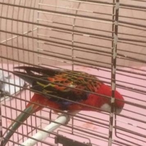 2 yaşı var hazır erkəkdi