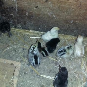 Yaponka cuceleri satilir