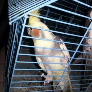 1.6aylıq hazır erkək