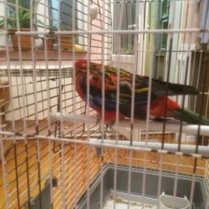 2 yaşı var hazır erkəkdi