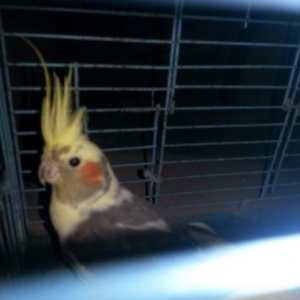 1.6aylıq hazır erkək