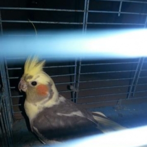 1.6aylıq hazır erkək