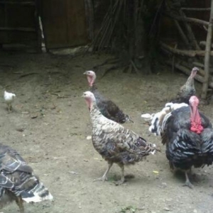 salam oz heyetimde baxiram sadece cox oldugundan s