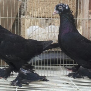 kekili lelekli başi ciler satilir bir cüt.