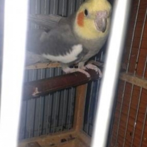 1 yasli korella satilir