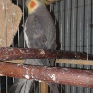 1 yasli korella satilir