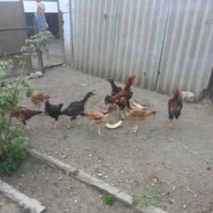 12 ädäd saglam heyratilar