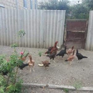 12 ädäd heyratim var