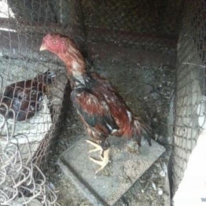 12 ädäd saglam heyratilar