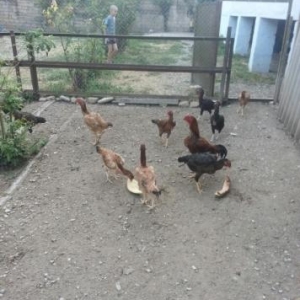 12 ädäd saglam heyratilar