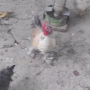 Panpa ile yaponkanin qarisigidi