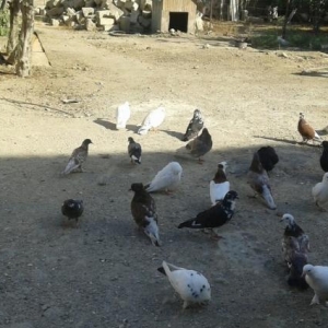 3 eded bala papuqay satilir