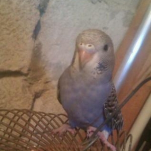 3 eded bala papuqay satilir