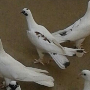 gacirdmisam.axdaram.bilen.varsa.desin.