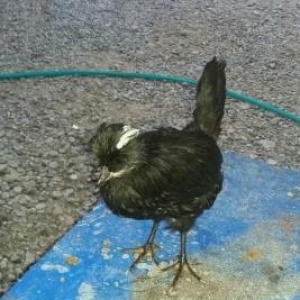 sekilde gorduyunuz cucenin cinsi rahibe cisinendi 