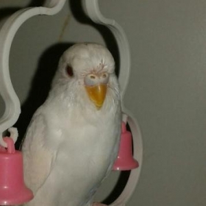 papuqayi deyiwirem disi cexle