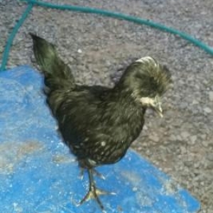 sekilde gorduyunuz cucenin cinsi rahibe cisinendi eger maraqlanm