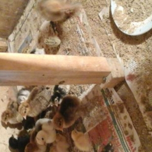 Dekorativ toyugların cücələri