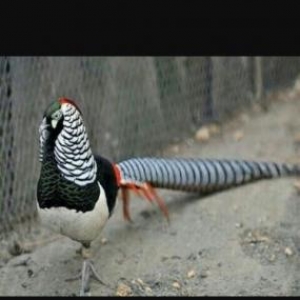 almazi cutdu limon regde feresi 2xoruz bir fere